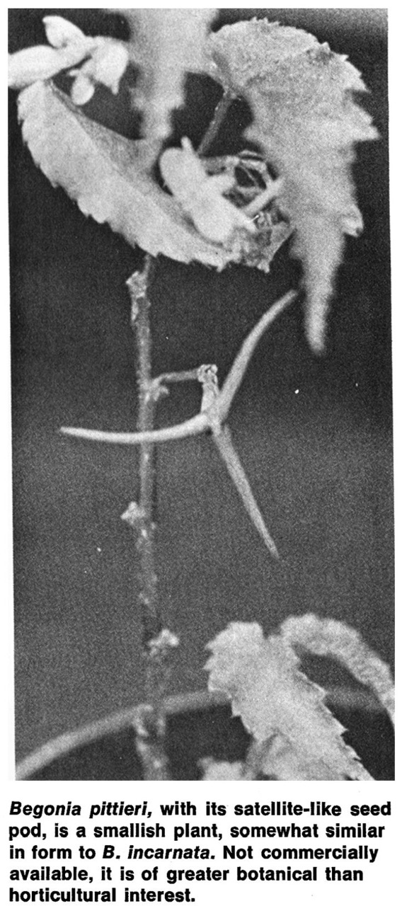 B. pittieri